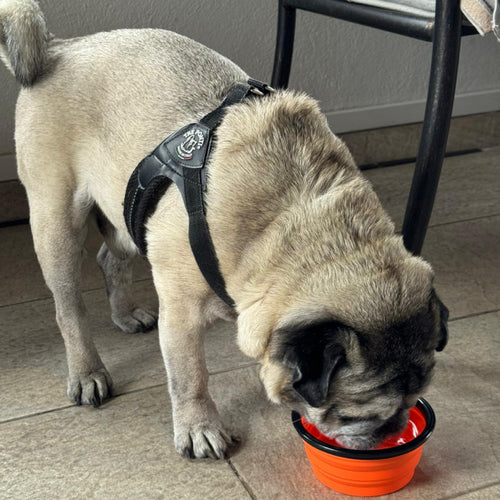 Bol Groomie pliabil pentru căței – 350 ml – culori fashion